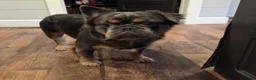 French Bulldog dogs for sale: Cash - Ad 10