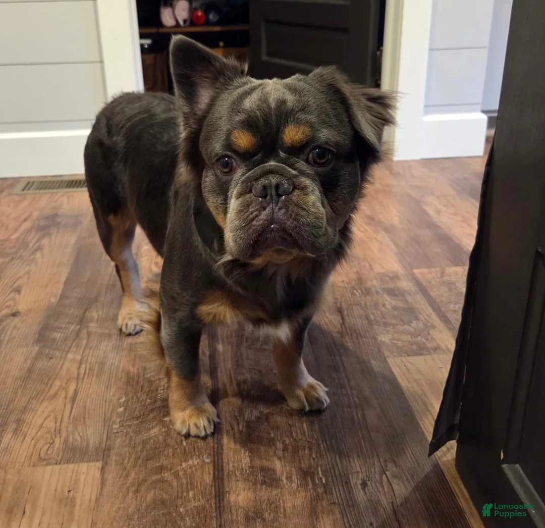 French Bulldog dogs for sale: Smokey - Ad 9