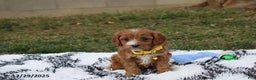 Cavapoo dogs for sale: Easton - Ad 10