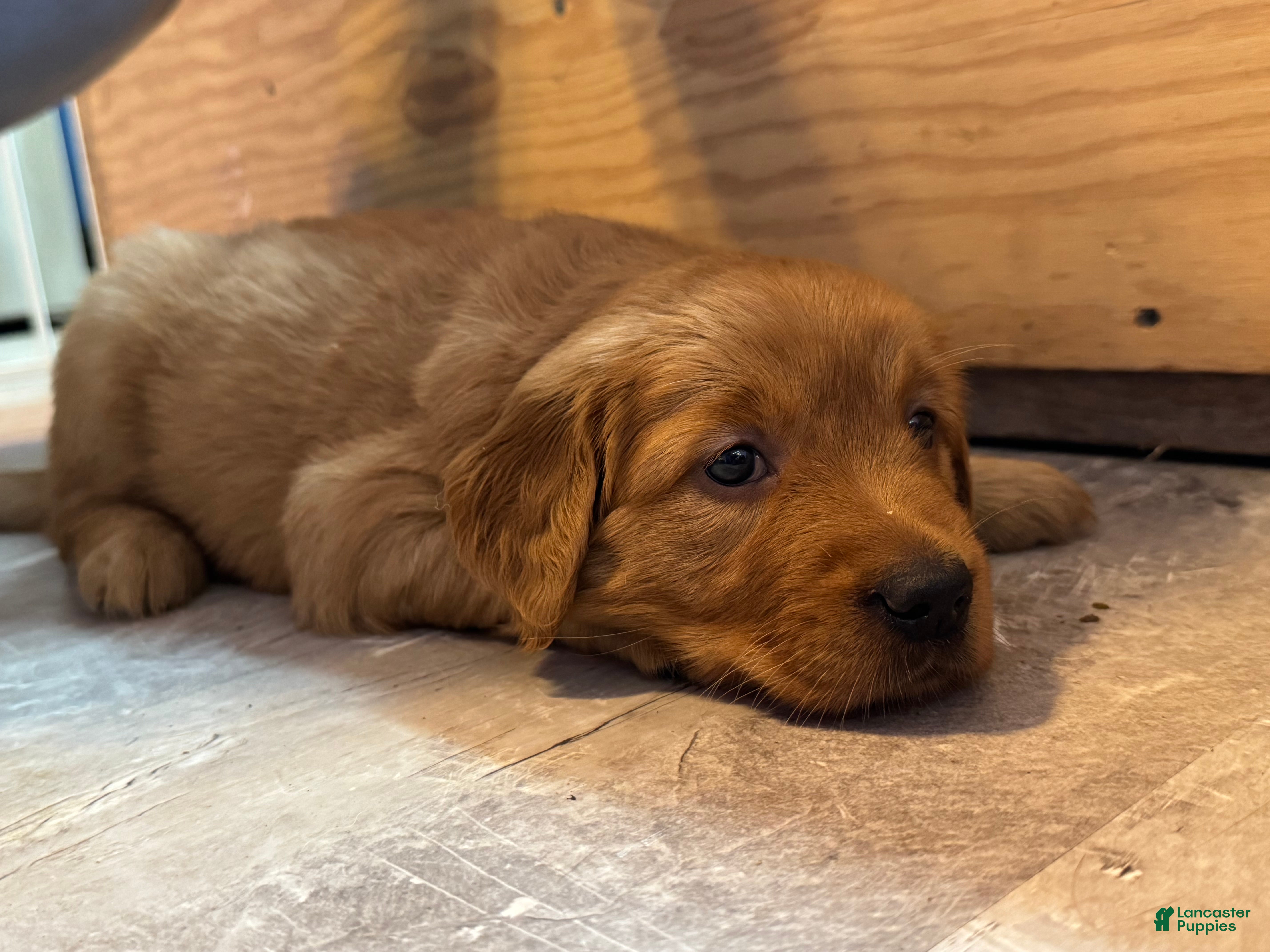Golden Retriever dogs Girl 2 - Ad 2