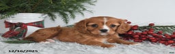 Cavalier King Charles Spaniel dogs for sale: Holly - Ad 2