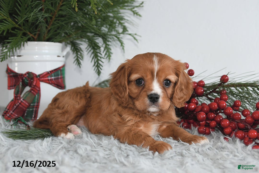Cavalier King Charles Spaniel dogs for sale: Holly - Ad 2