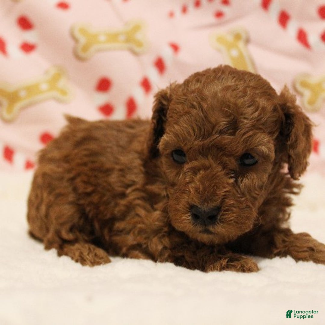Toy Poodle dogs for sale: Flurry - Ad 1