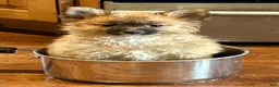 Mixed Breed dogs for sale: Rosebud - Ad 2