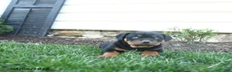Rottweiler dogs for sale: Cadbury - Ad 4