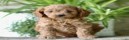 Cavapoo dogs for sale: Corbin - Ad 1