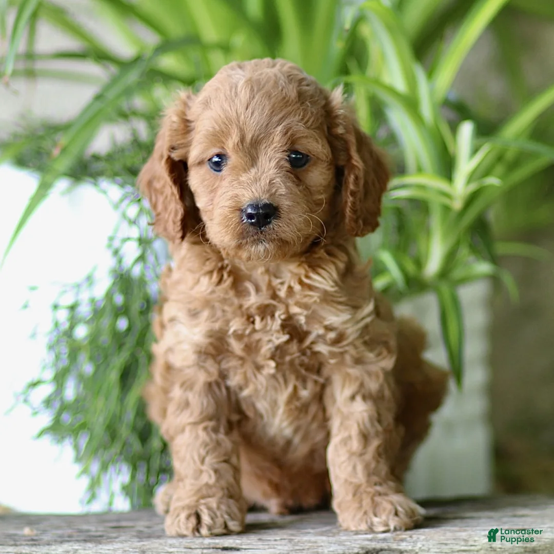 Cavapoo dogs for sale: Corbin - Ad 1