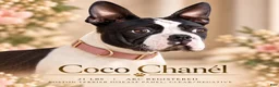 Boston Terrier dogs for sale: Zellah Our Curious Little Girl with a Big Personality - Ad 11