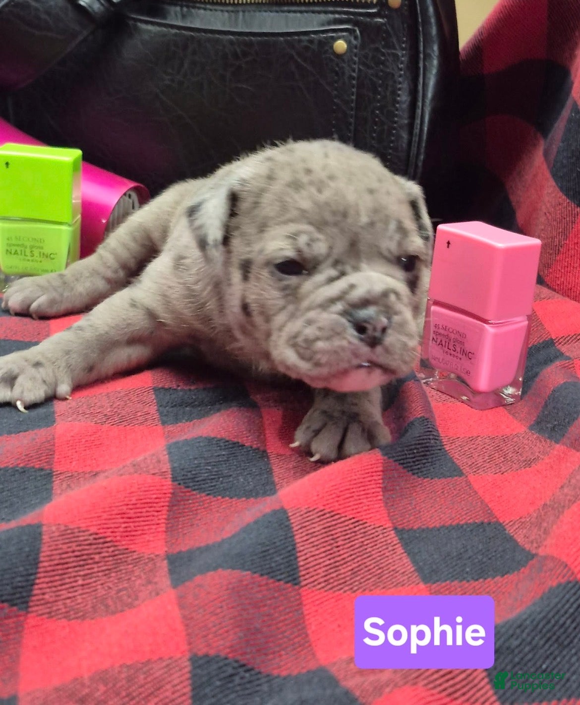 Olde English Bulldogge dogs Sophie Olde English Bulldogge - Ad 7