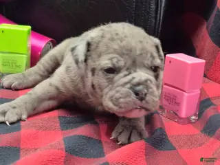 Olde English Bulldogge dogs Sophie Olde English Bulldogge - Ad 3