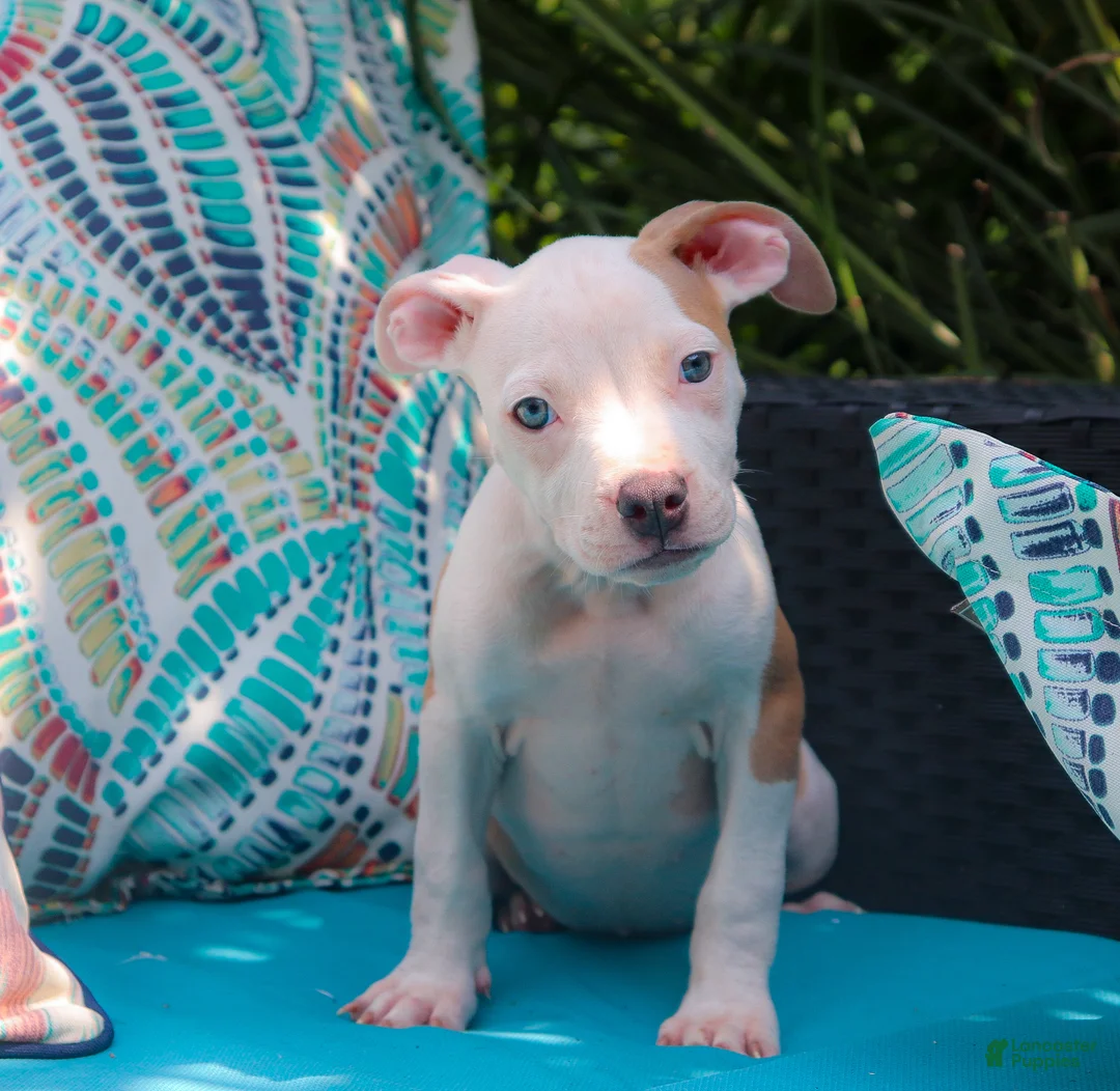 American Bully dogs for sale: Mara - Ad 2