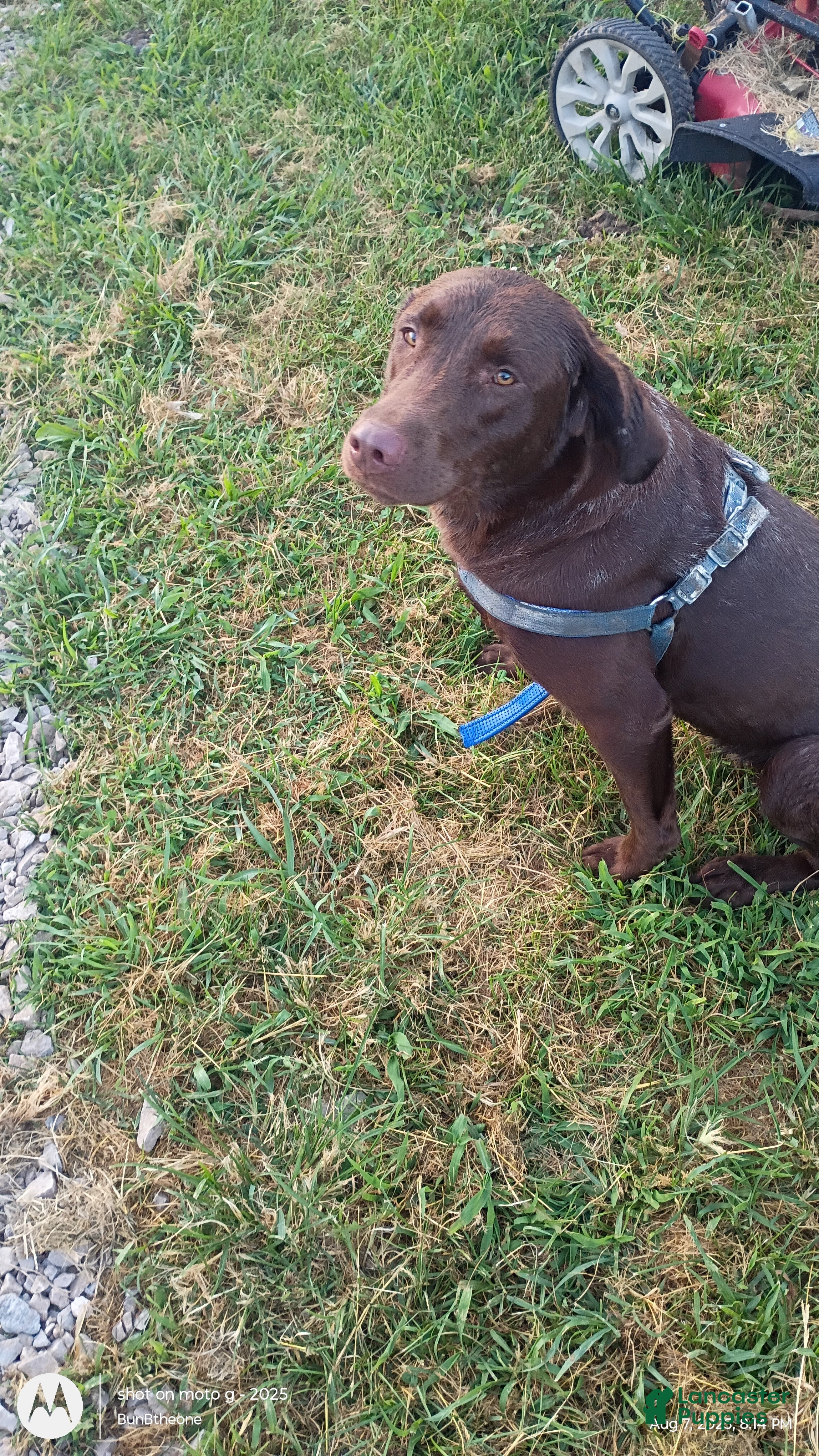 Labrador Retriever dogs Labrador Retriever Puppy 2 - Ad 15