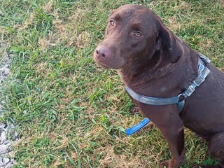 Labrador Retriever dogs Labrador Retriever Puppy 2 - Ad 15