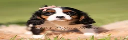 Cavalier King Charles Spaniel dogs for sale: Indie AKC - Ad 3