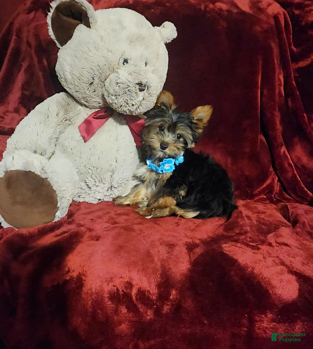Yorkshire Terrier dogs for sale: *KNOX* - Ad 10