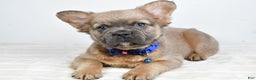 French Bulldog dogs for sale: Bobby - Ad 11