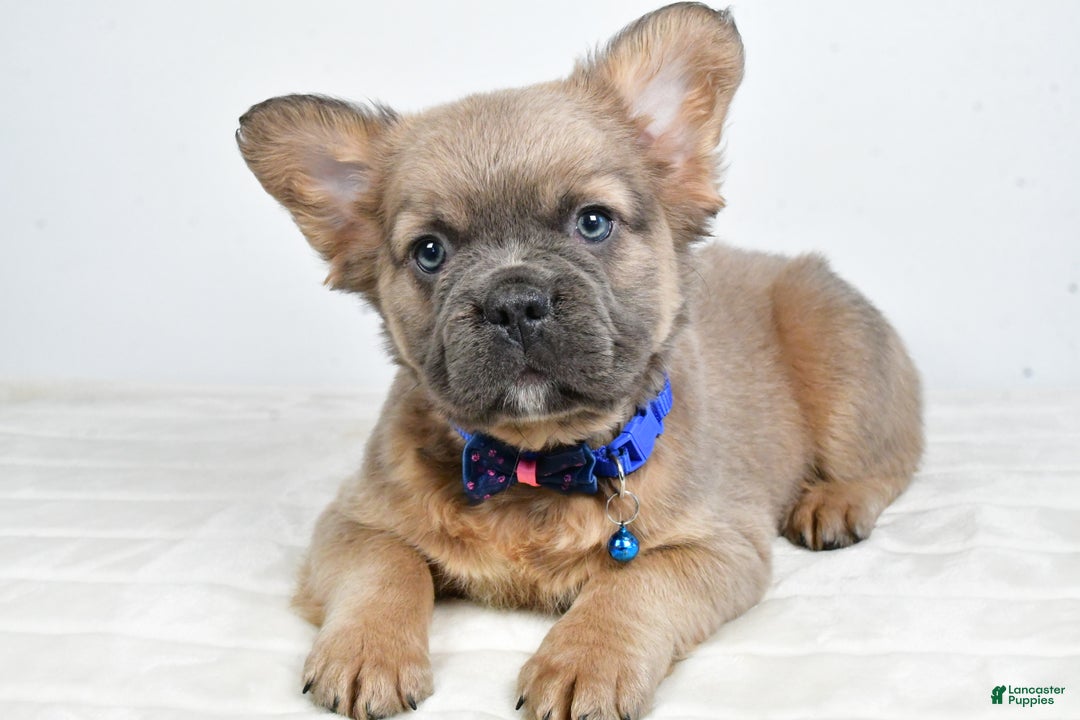 French Bulldog dogs for sale: Bobby - Ad 11