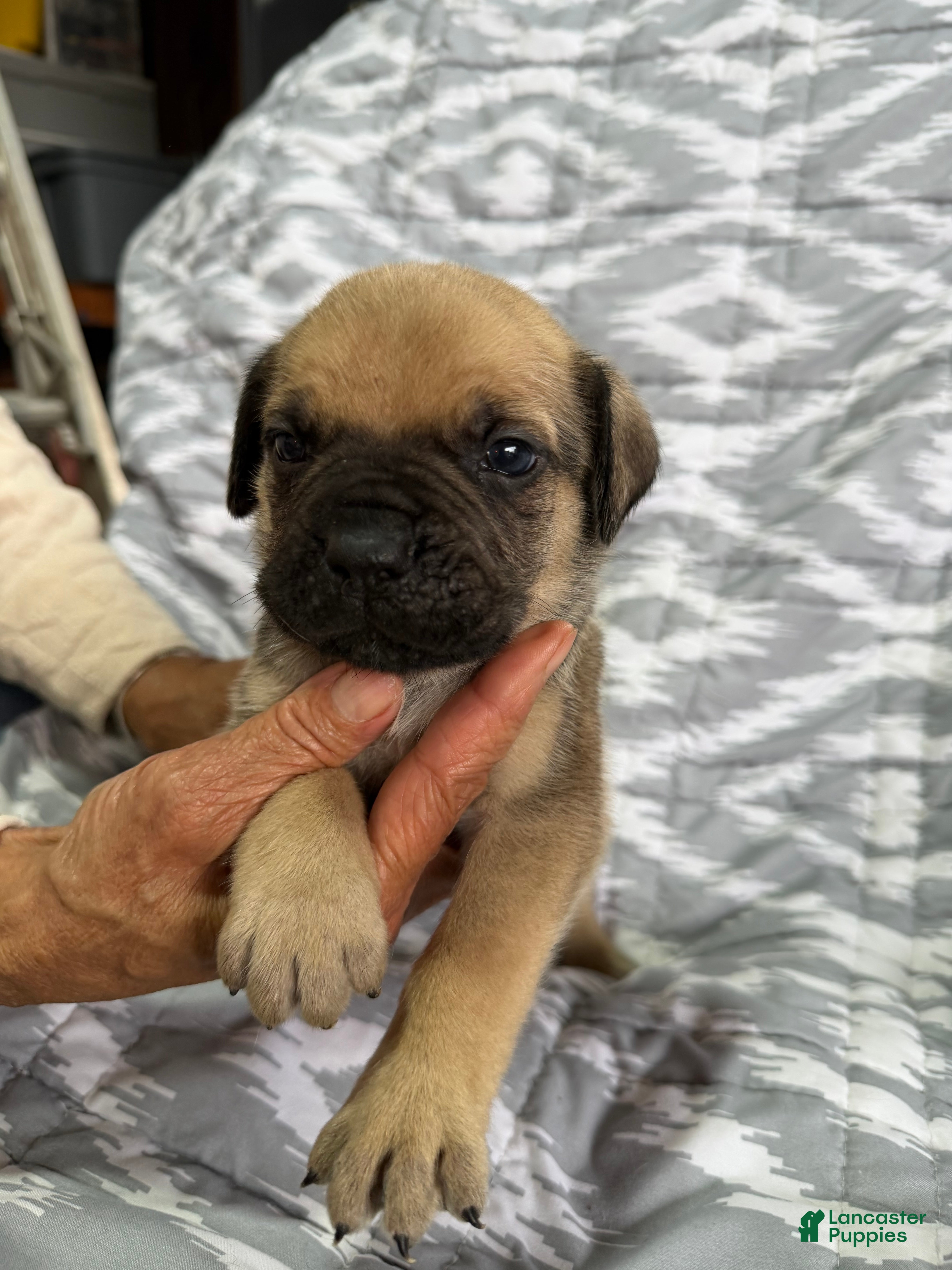 Cane Corso dogs Loki - Ad 1
