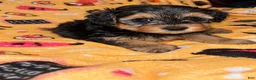 Yorkiepoo dogs for sale: Spanky  - Ad 2