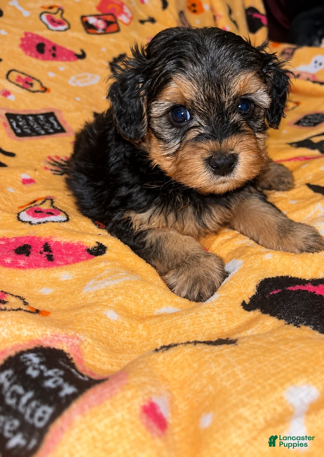 Yorkiepoo dogs for sale: Spanky  - Ad 2