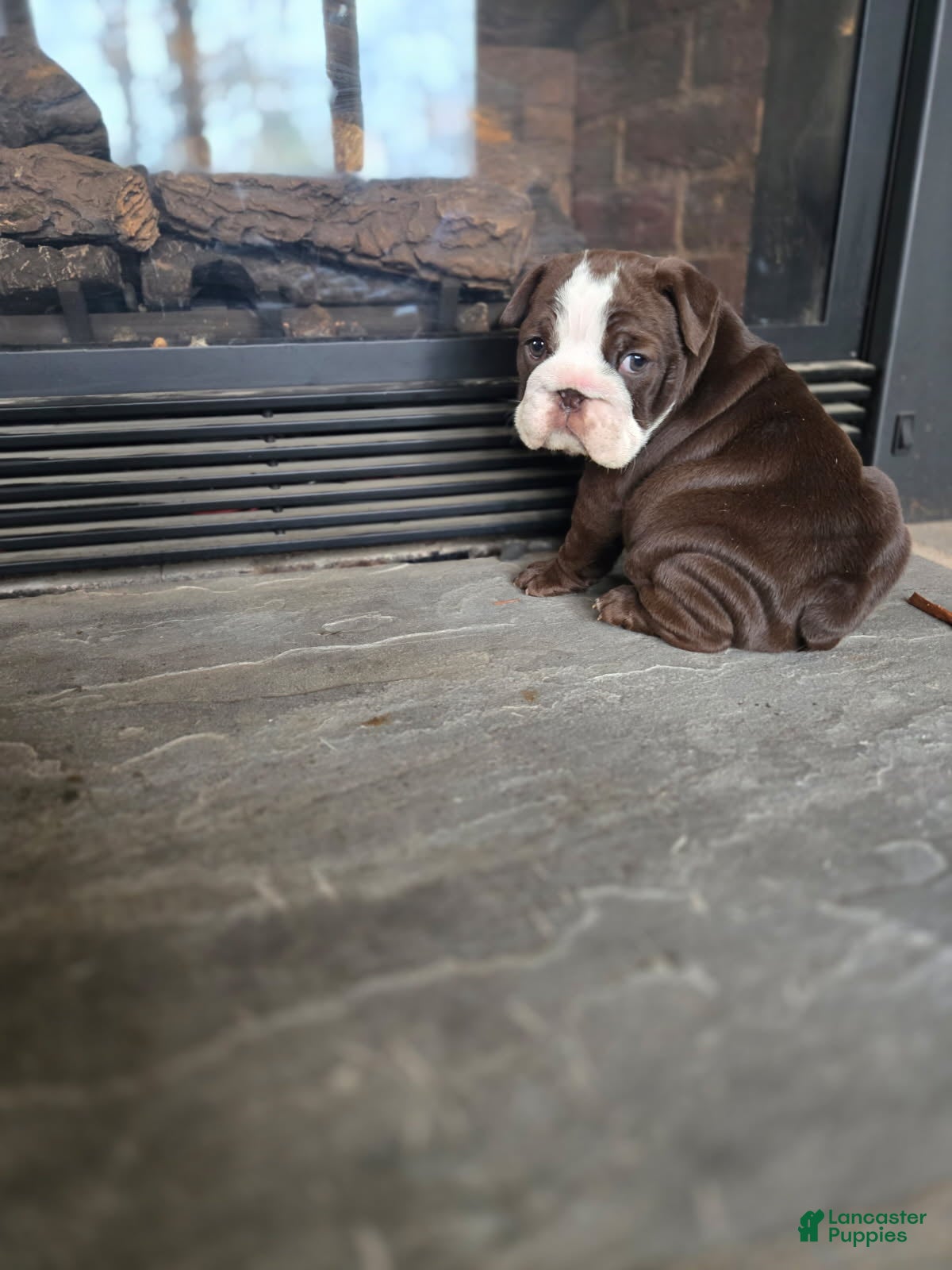 English Bulldog dogs Penny Lane - Ad 37