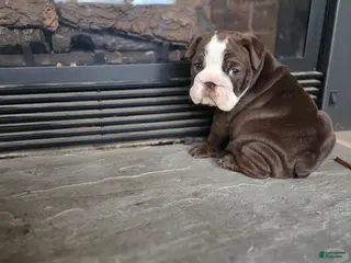 English Bulldog dogs Penny Lane - Ad 37