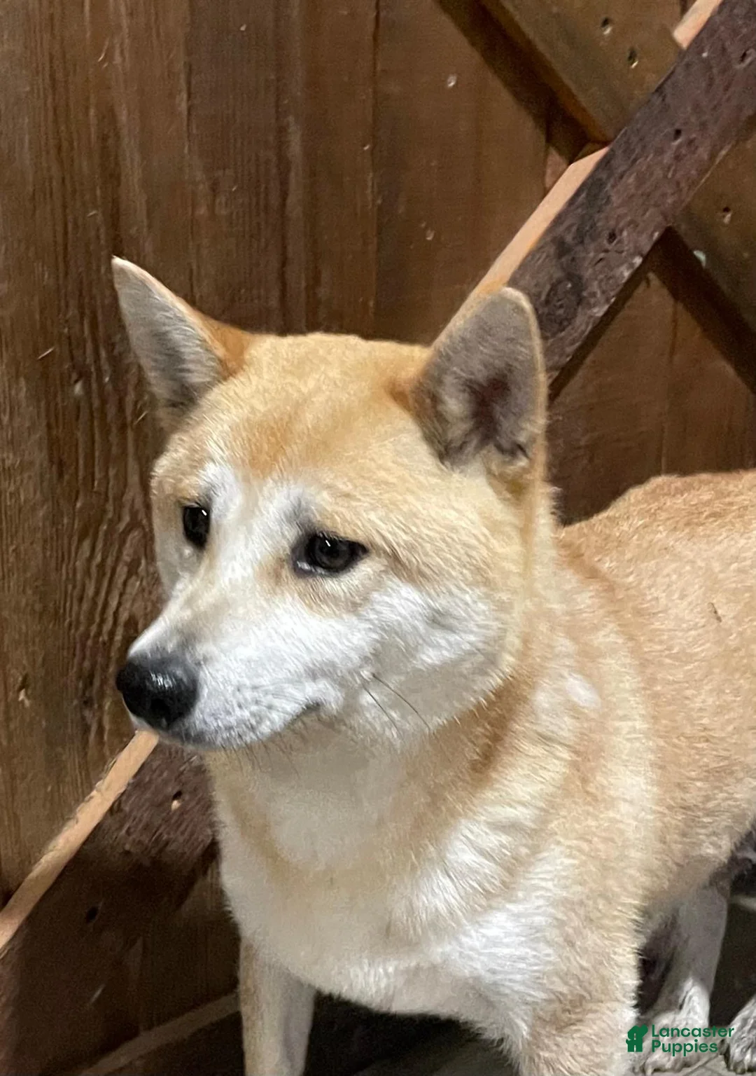 Shiba Inu dogs for sale: Simba - Ad 4