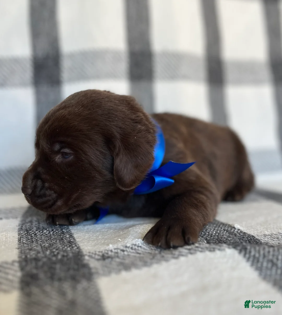 Labrador Retriever dogs for sale: Maverick  - Ad 2