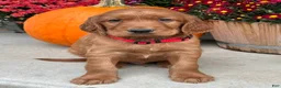 Irish Setter dogs for sale: Harrison - Ad 17