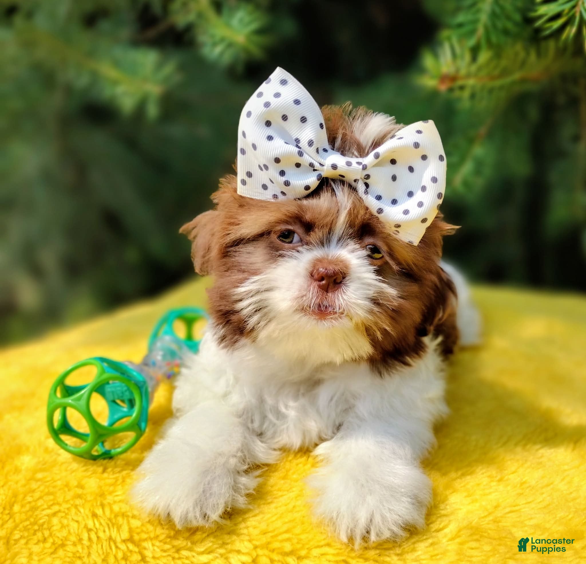 Shih Tzu dogs Sia - Ad 1