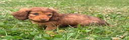 Miniature Dachshund dogs for sale: Lady - Ad 4