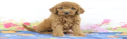 Mini Goldendoodle dogs for sale: Flurry - Ad 2