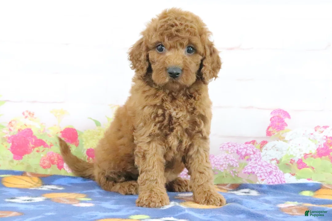 Mini Goldendoodle dogs for sale: Flurry - Ad 2