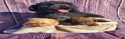Toy Poodle dogs for sale: Batman - Ad 5