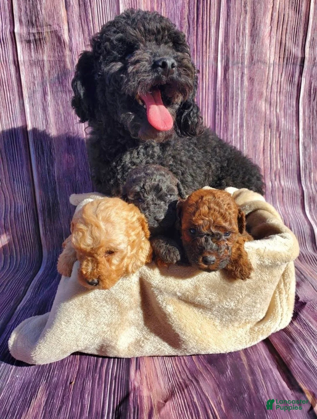 Toy Poodle dogs for sale: Batman - Ad 5