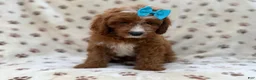 Cavapoo dogs for sale: Bailey - Ad 6