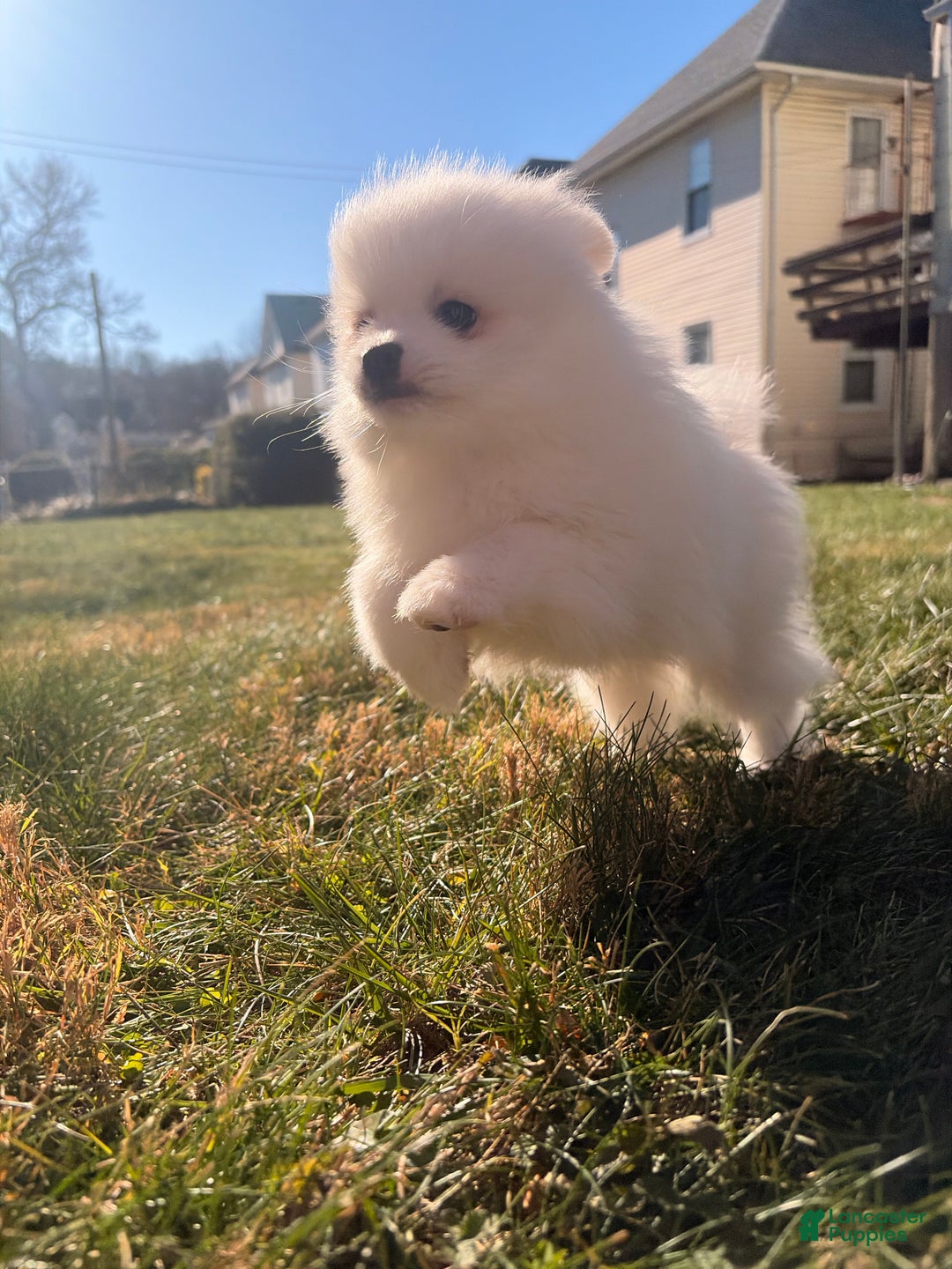 Pomeranian dogs for sale: snowy - Ad 4