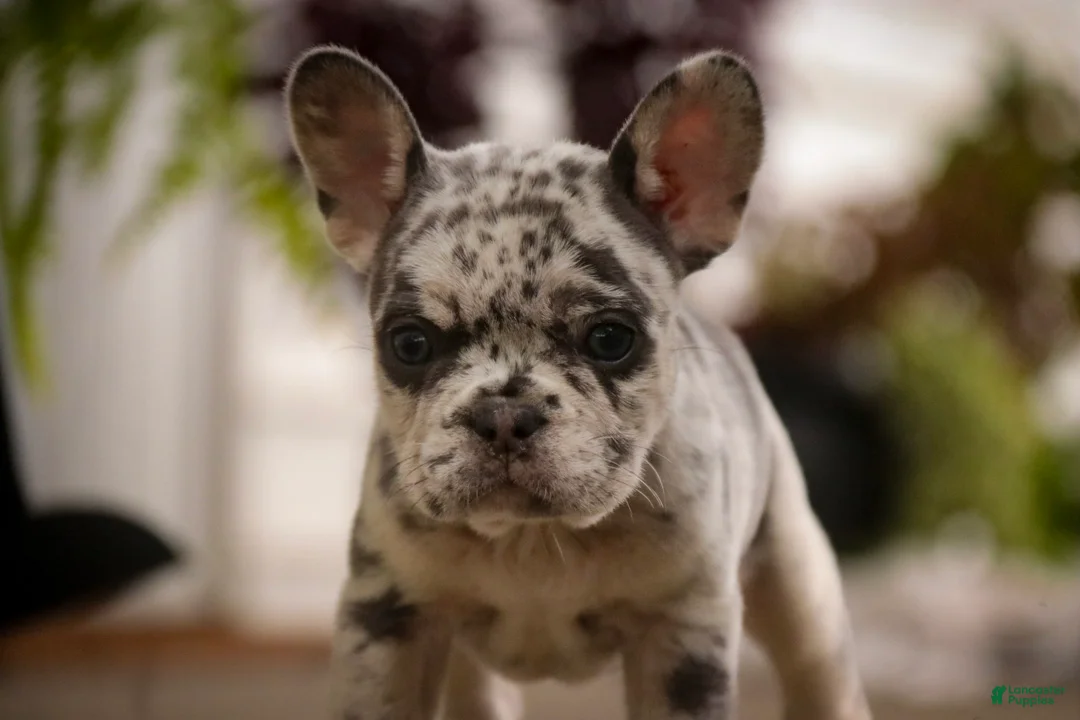 French Bulldog dogs for sale: Lexa French Bulldog  - Ad 2