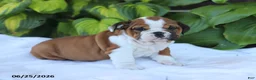 English Bulldog dogs for sale: Reba - Ad 5