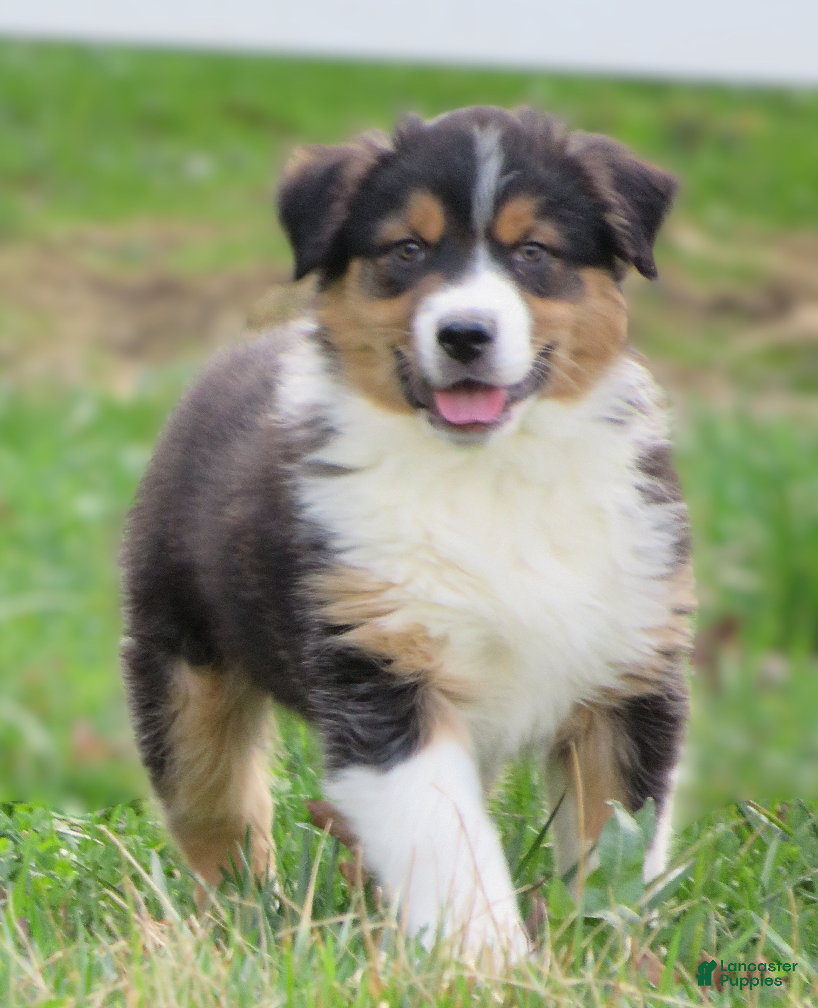 Australian Shepherd dogs Oxford - Ad 1