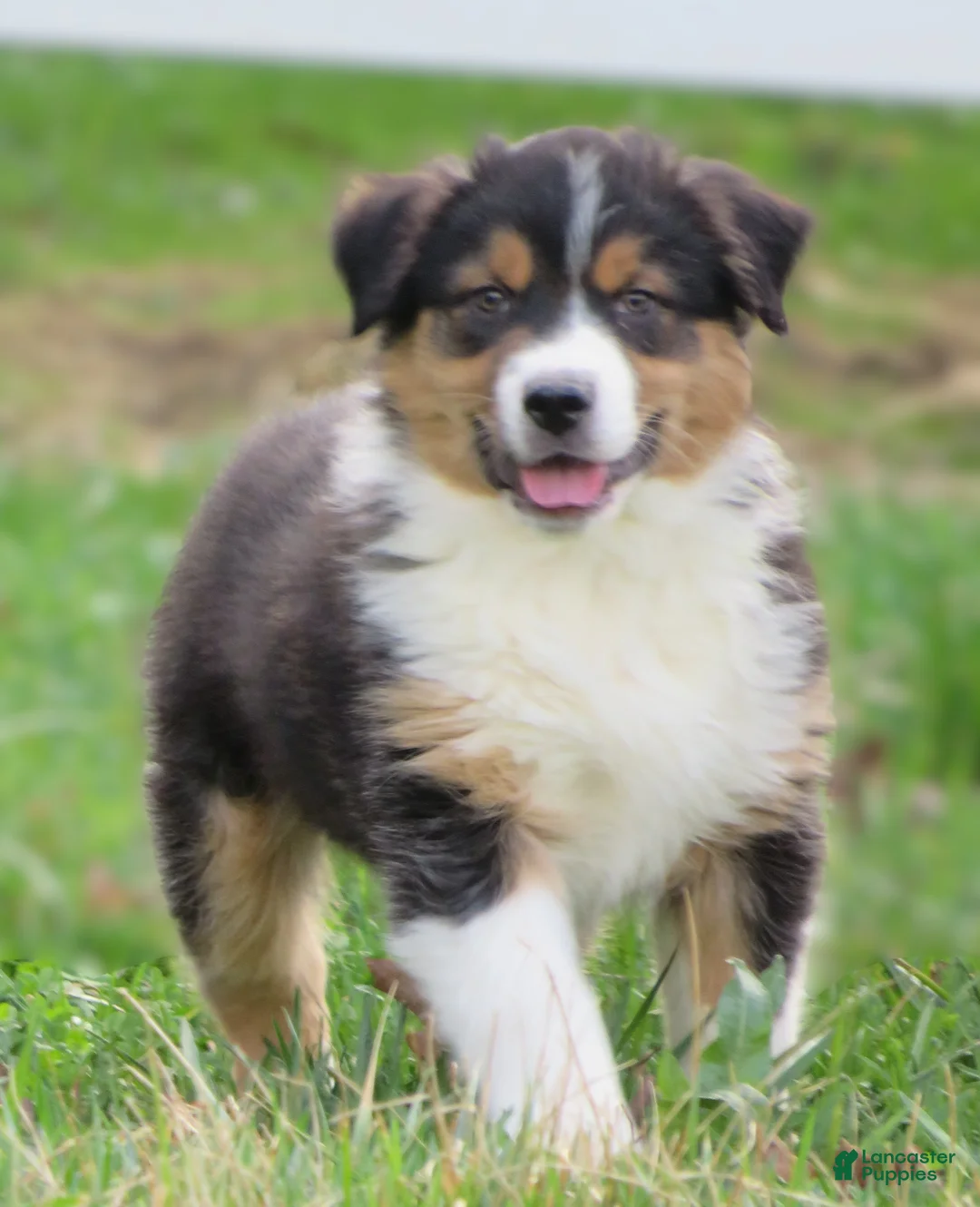 Australian Shepherd dogs for sale: Oxford - Ad 1