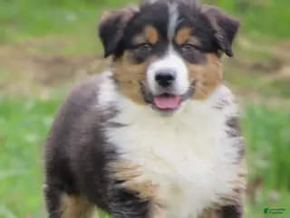 Australian Shepherd dogs for sale: Oxford - Ad 3