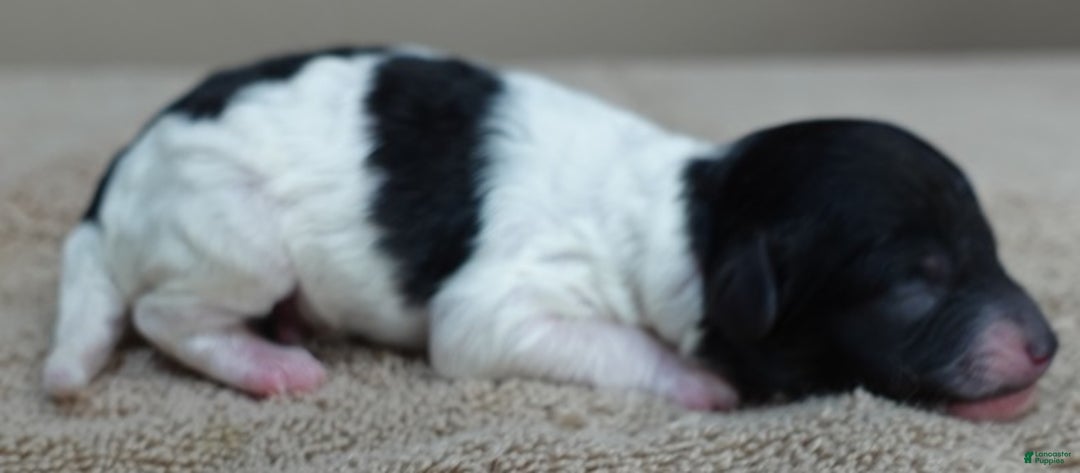 Toy Poodle dogs for sale: Flint - Ad 5