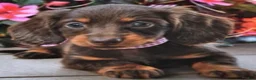 Dachshund dogs for sale: Dachshund 1 - Ad 5