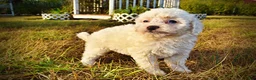 Havapoo dogs for sale: Melody-Sale!!! - Ad 7