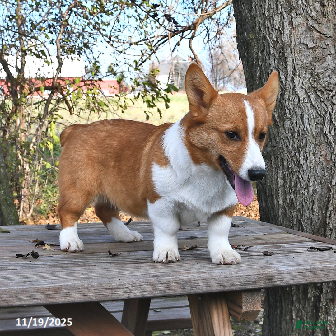 Welsh Corgi Pembroke dogs for sale: Jack - Ad 3