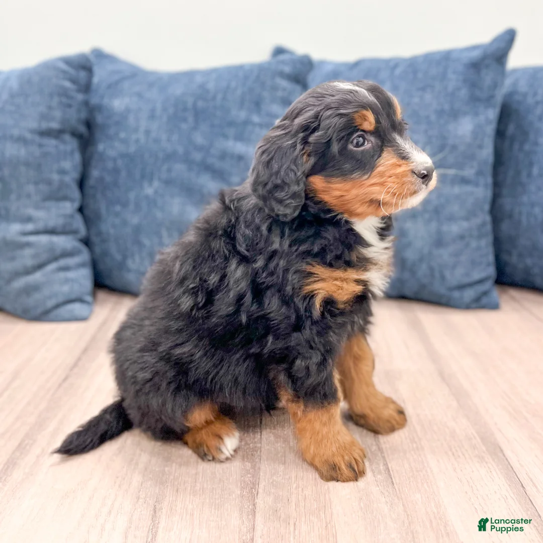 Mini Bernedoodle dogs for sale: Brody - Ad 2