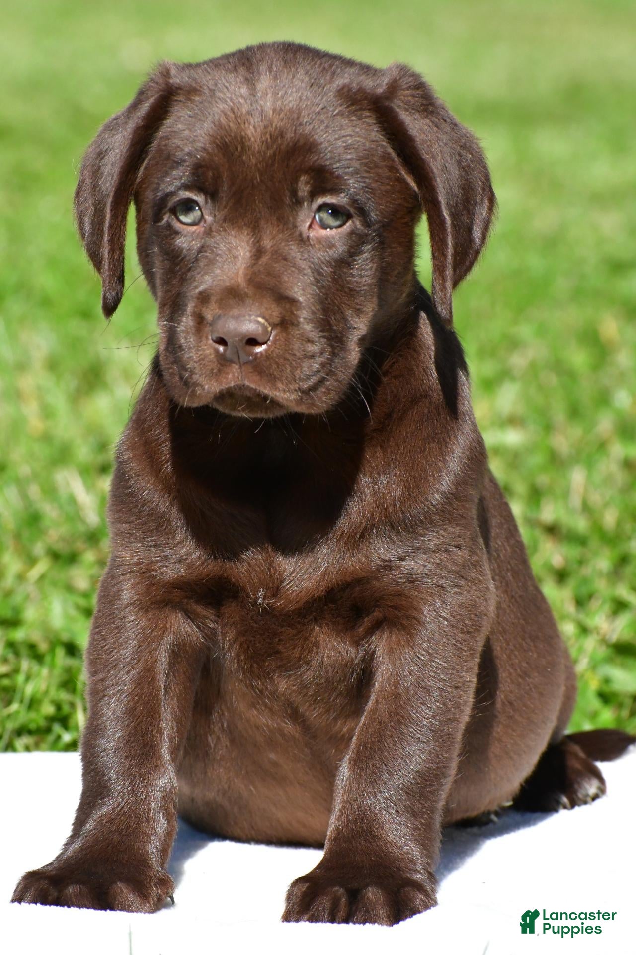 Chai (Labrador, Female) in Millersburg, OH