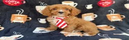 Cavapoo dogs for sale: Bentley  - Ad 1