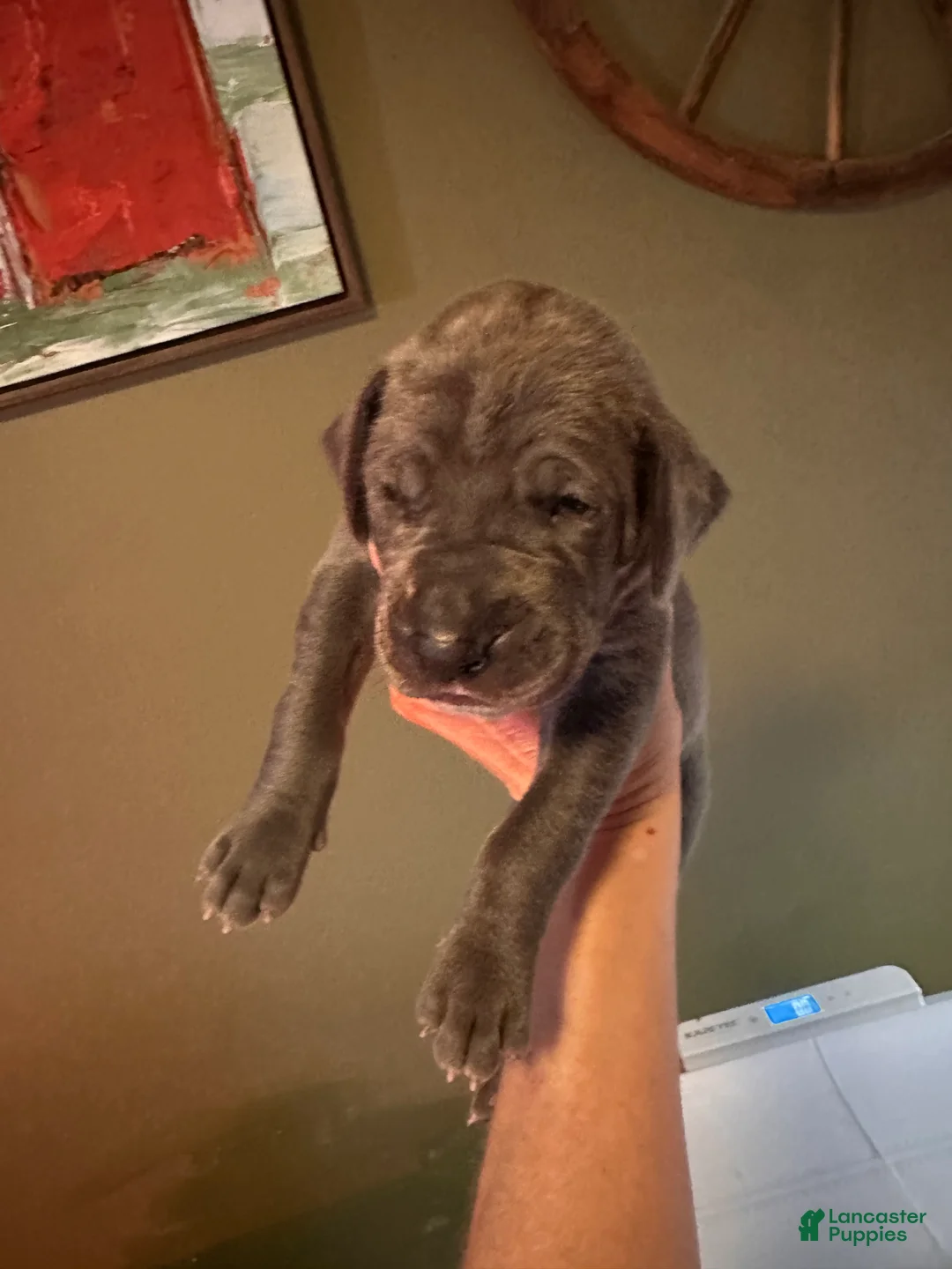 Great Dane dogs for sale: Great Dane 6 - Ad 2